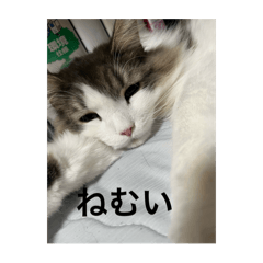 Takapiko_20250122135647