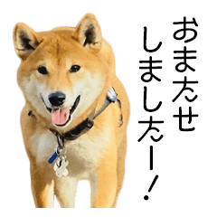 Shibainu having a daily conversation 5