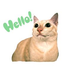 CATNiP_20250122173931