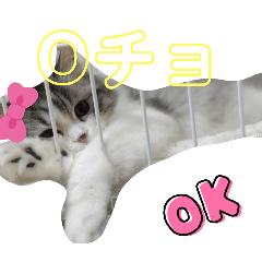 choco_20250122161934