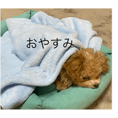 Piko_20250122163819