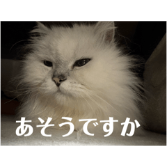 nico_20250122164433