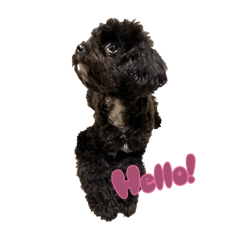 KopiOPoodle