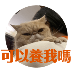 安娜貼圖