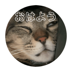Pikota kawaiine