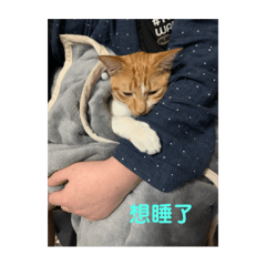 牛奶寶