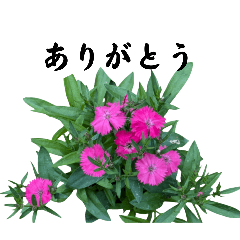 sayuri_20250122115238