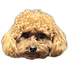 犬犬犬犬犬犬いぬいぬいぬ