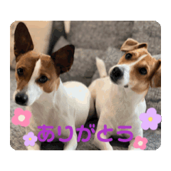 shiro_20250122215529