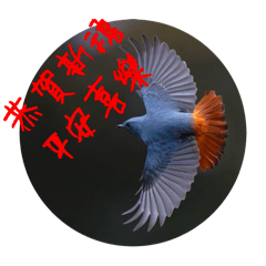 鉛色水鶇 團團 圓圓來賀年