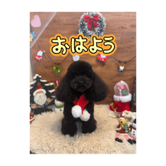 Dog_20250123114250