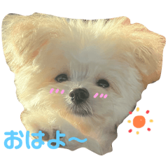 amane._20250123093238