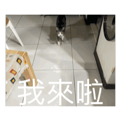 會搞笑的貓貓