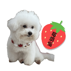 生活苺煩惱