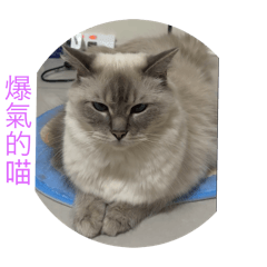 嗨森喵喵