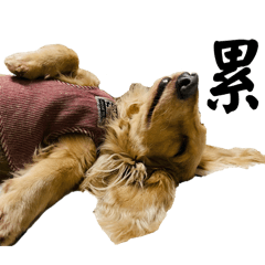 姑的狗good dog