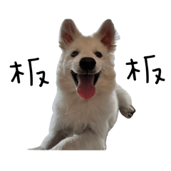 板板本板