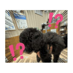 aoi_20250124025646