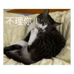 巧圓表情包