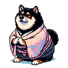 new year fat black shiba girl re