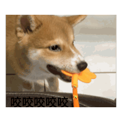 Taro （動圖）