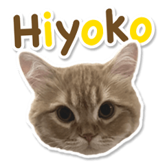 Persian Cat Hiyoko Sticker