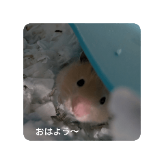 coco_528