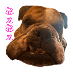 Shiro_20250123224414