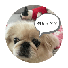 Shiro_20250123230519