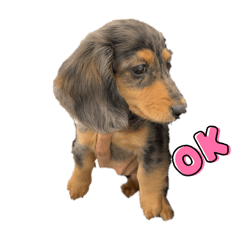 GANGUROISHITSUBUTE_20250123194334