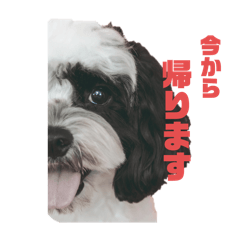 ponzu_20250124093517