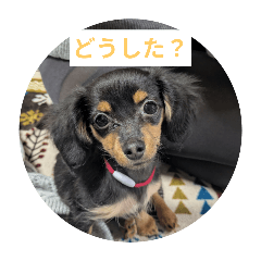 yuki_20250123225346