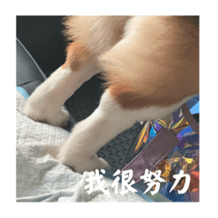 林柒柒一堆臭美照