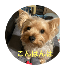 Roy_izakaya