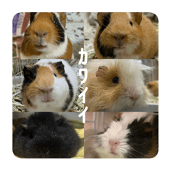 mAi_20250123181609