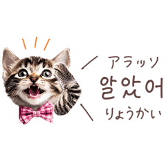 Korean Cat's speech bubble stamp