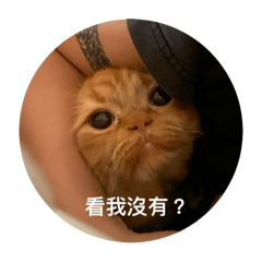 KCN321