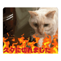 cat_20250124182432
