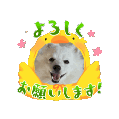 YUKI Japanese Spitz
