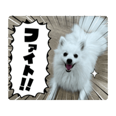 YUKI JapaneseSpitz Vol.2
