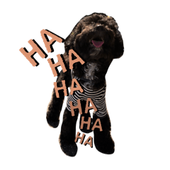 KopiOOPoodle
