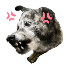 阿撿撿