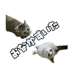 mahiro_20250124164256