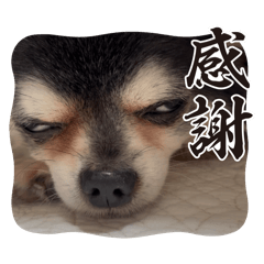 Yuzu_20250124200930