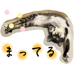 yukatsumire