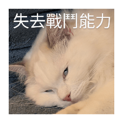 茶貓喵語-四字箴言