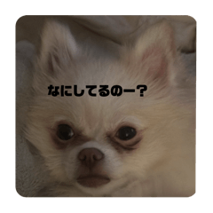 kinakonokonoko