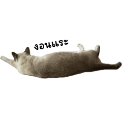 Tuna the cat V.1
