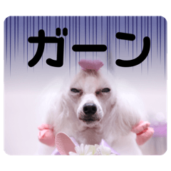 MAJESTIC POODLE_20250125211123