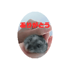 mimi_20250126094230